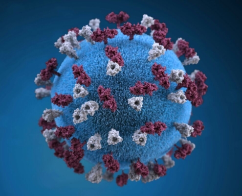this-illustration-provided-a-3d-graphic-representation-of-a-spherical-shaped-measles-virus-particle-that-was-studded-with-glycoprotein-tubercles-those-tubercular-studs-colorized-maroon-are-known-as-h--stockpack-unsplash.jpg This illustration provided a 3D graphic representation of a spherical-shaped, measles virus particle, that was studded with glycoprotein tubercles. Those tubercular studs colorized maroon, are known as H-proteins (hemagglutinin), while those colorized gray, represented what are referred to as F-proteins (fusion). The F-protein is responsible for fusion of the virus and host cell membranes, viral penetration, and hemolysis. The H-protein is responsible for the binding of virions to cells. Both types of proteinaceous studs are embedded in the particle envelope’s lipid bilayer.