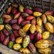 cocoa-pods-stockpack-unsplash.jpg Cocoa pods