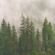 forest-conifers-coniferous-forest-fir-forest-wood-nature-trees-evergreen-landscape-conifer-fog-jaw-fir-tree-clouds-stockpack-pixabay.jpg forest, conifers, coniferous forest, fir forest, wood, nature, trees, evergreen, landscape, conifer, fog, jaw, fir tree, clouds, forest, forest, forest, forest, forest, wood, wood, wood, wood