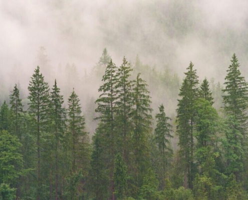 forest-conifers-coniferous-forest-fir-forest-wood-nature-trees-evergreen-landscape-conifer-fog-jaw-fir-tree-clouds-stockpack-pixabay.jpg forest, conifers, coniferous forest, fir forest, wood, nature, trees, evergreen, landscape, conifer, fog, jaw, fir tree, clouds, forest, forest, forest, forest, forest, wood, wood, wood, wood