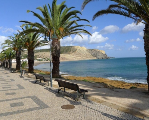plan tree, nature, algarve, beach