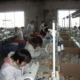 worker, factory, sewing, machine, people, worker, factory, factory, factory, factory, sewing, sewing, sewing, sewing, sewing