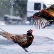 pheasant, birds, fight, snow, nature, winter, animals