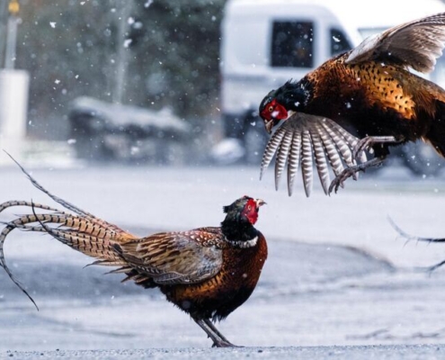 pheasant-birds-fight-snow-winter-animals-stockpack-pixabay.jpg pheasant, birds, fight, snow, nature, winter, animals