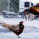 pheasant-birds-fight-snow-winter-animals-stockpack-pixabay.jpg pheasant, birds, fight, snow, nature, winter, animals
