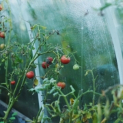 tomatoes, greenhouse, country house, tomato, vegetables, food, vegetarianism, nutrition, bed, tomatoes on a twig, cherry, cherry tomatoes, red, greenhouse, greenhouse, greenhouse, greenhouse, greenhouse