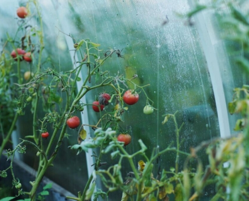 tomatoes-greenhouse-country-house-tomato-vegetables-food-vegetarianism-nutrition-bed-tomatoes-on-a-twig-cherry-cherry-tomatoes-red-stockpack-pixabay.jpg tomatoes, greenhouse, country house, tomato, vegetables, food, vegetarianism, nutrition, bed, tomatoes on a twig, cherry, cherry tomatoes, red, greenhouse, greenhouse, greenhouse, greenhouse, greenhouse