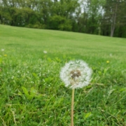 wish-dandelion-dew-nature-blow-plant-flower-weed-summer-seed-wishing-wishes-stockpack-pixabay.jpg wish, beautiful flowers, flower background, dandelion, dew, nature, blow, plant, flower, weed, flower wallpaper, summer, seed, wishing, wishes