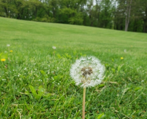 wish-dandelion-dew-nature-blow-plant-flower-weed-summer-seed-wishing-wishes-stockpack-pixabay.jpg wish, beautiful flowers, flower background, dandelion, dew, nature, blow, plant, flower, weed, flower wallpaper, summer, seed, wishing, wishes