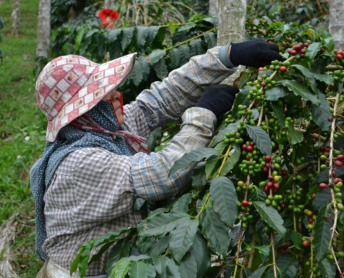 a-local-female-worker-picking-coffee-berries-at-a-small-coffee-plantation-in-the-mountains-of-taiwan-stockpack-unsplash.jpg A local female worker picking coffee berries at a small coffee plantation in the mountains of Taiwan.