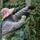 a-local-female-worker-picking-coffee-berries-at-a-small-coffee-plantation-in-the-mountains-of-taiwan-stockpack-unsplash.jpg A local female worker picking coffee berries at a small coffee plantation in the mountains of Taiwan.
