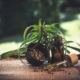 cbd-cannabidio-cbd-oil-hemp-oil-weed-hemp-cannabinoid-oil-health-thc-medical-green-stockpack-pixabay.jpg cbd, cannabidio, cbd oil, hemp oil, weed, hemp, cannabinoid, oil, health, thc, medical, green