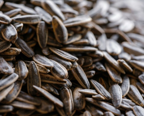 close-up-of-roasted-salted-sunflower-seeds-for-sale-stockpack-unsplash.jpg close-up of roasted salted sunflower seeds for sale