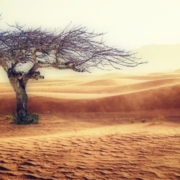 desert-dryness-landscape-sand-tree-nature-drought-sand-dune-dried-up-hot-dry-wasteland-lonely-climate-climate-change-desert-landscape-dune-dried-out-withers-sandstorm-stockpack-pixabay.jpg desert, dryness, landscape, sand, tree, nature, drought, sand dune, dried up, hot, dry, wasteland, lonely, climate, climate change, desert landscape, dune, dried out, withers, sandstorm, climate change, climate change, climate change, climate change, climate change