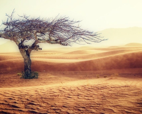 desert-dryness-landscape-sand-tree-nature-drought-sand-dune-dried-up-hot-dry-wasteland-lonely-climate-climate-change-desert-landscape-dune-dried-out-withers-sandstorm-stockpack-pixabay.jpg desert, dryness, landscape, sand, tree, nature, drought, sand dune, dried up, hot, dry, wasteland, lonely, climate, climate change, desert landscape, dune, dried out, withers, sandstorm, climate change, climate change, climate change, climate change, climate change
