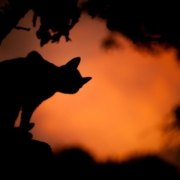 https500pxcompsasotusar-twilight-cat-silhouette-stockpack-unsplash.jpg https://500px.com/p/sasotusar Twilight cat silhouette