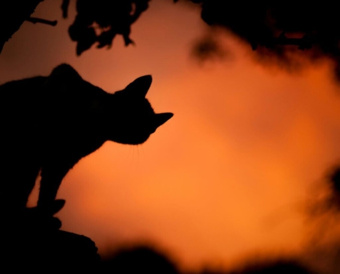 https500pxcompsasotusar-twilight-cat-silhouette-stockpack-unsplash.jpg https://500px.com/p/sasotusar Twilight cat silhouette