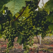 a-bunch-of-grapes-growing-on-a-vine-stockpack-unsplash.jpg