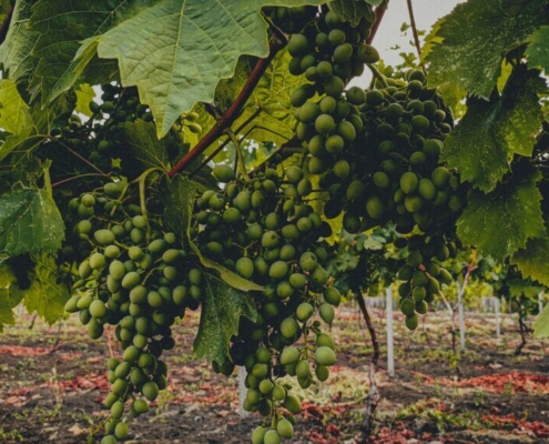 a-bunch-of-grapes-growing-on-a-vine-stockpack-unsplash.jpg