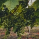 a-bunch-of-grapes-growing-on-a-vine-stockpack-unsplash.jpg