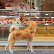 A shiba inu looking into a store