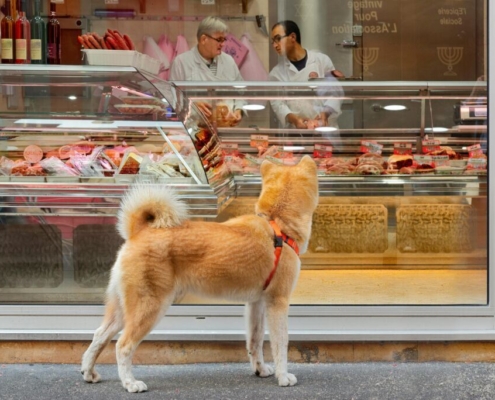 a-shiba-inu-looking-into-a-store-stockpack-pexels.jpg A shiba inu looking into a store