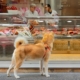 A shiba inu looking into a store