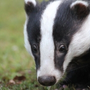 badger-animal-wildlife-head-nature-wild-closeup-stockpack-pixabay.jpg badger, animal, wildlife, head, nature, wild, closeup, badger, badger, badger, badger, badger