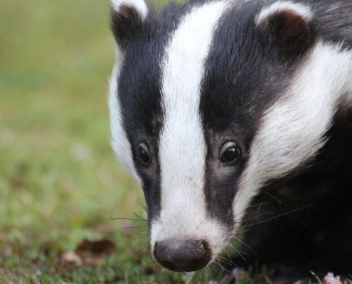 badger-animal-wildlife-head-nature-wild-closeup-stockpack-pixabay.jpg badger, animal, wildlife, head, nature, wild, closeup, badger, badger, badger, badger, badger