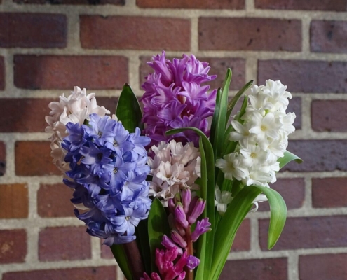 bouquet-of-flowers-hyacinth-spring-flower-garden-hyacinth-asparagus-fragrant-cut-flower-stockpack-pixabay.jpg bouquet of flowers, hyacinth, flower background, spring, flower, flower wallpaper, garden hyacinth, nature, asparagus, fragrant, beautiful flowers, cut flower