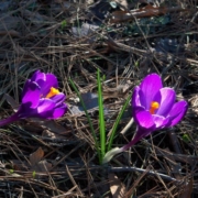 early-spring-crocuses-crocus-spring-flower-nature-plant-purple-bloom-flora-blossom-colorful-violet-equinox-green-harbinger-springtime-color-early-perennial-corm-stockpack-pixabay.jpg early spring crocuses, crocus, spring, flower background, flower, nature, plant, purple, bloom, flower wallpaper, flora, blossom, colorful, violet, equinox, green, harbinger, springtime, color, beautiful flowers, early, perennial, corm