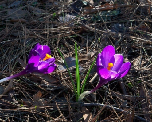 early-spring-crocuses-crocus-spring-flower-nature-plant-purple-bloom-flora-blossom-colorful-violet-equinox-green-harbinger-springtime-color-early-perennial-corm-stockpack-pixabay.jpg early spring crocuses, crocus, spring, flower background, flower, nature, plant, purple, bloom, flower wallpaper, flora, blossom, colorful, violet, equinox, green, harbinger, springtime, color, beautiful flowers, early, perennial, corm