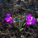 early-spring-crocuses-crocus-spring-flower-nature-plant-purple-bloom-flora-blossom-colorful-violet-equinox-green-harbinger-springtime-color-early-perennial-corm-stockpack-pixabay.jpg early spring crocuses, crocus, spring, flower background, flower, nature, plant, purple, bloom, flower wallpaper, flora, blossom, colorful, violet, equinox, green, harbinger, springtime, color, beautiful flowers, early, perennial, corm