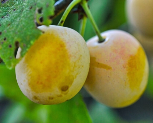 mirabelle-fruit-delicious-power-plums-orchard-mirabelles-fruit-trees-yellow-stockpack-pixabay.jpg mirabelle, fruit, delicious, power, plums, orchard, mirabelles, fruit trees, yellow