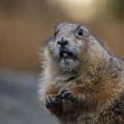 brown-and-white-rodent-on-black-soil-during-daytime-stockpack-unsplash.jpg