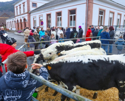 les-vaches-inscrites-et-les-parents-d-eleves-mobilises-pour-eviter-une-fermeture-de-classe-devant-l-ecole-maternelle-a-moosch-photo-jean-francois-frey-1774981298