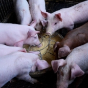 pig, farms, journey, pig, pig, pig, pig, pig