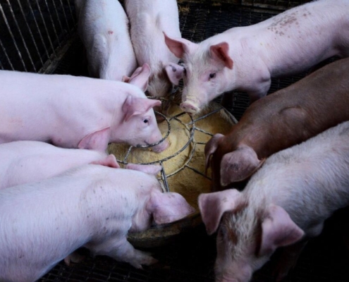 pig-farms-journey-stockpack-pixabay.jpg pig, farms, journey, pig, pig, pig, pig, pig