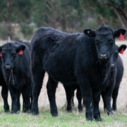 black-angus-cows-cattle-angus-animals-bovine-beef-livestock-herd-mammals-farm-rural-agriculture-paddock-grass-stockpack-pixabay.jpg black angus, cows, cattle, angus, animals, bovine, beef, livestock, herd, mammals, farm, rural, agriculture, paddock, nature, grass