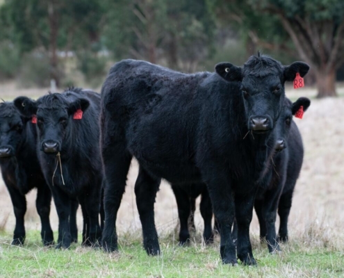 black-angus-cows-cattle-angus-animals-bovine-beef-livestock-herd-mammals-farm-rural-agriculture-paddock-grass-stockpack-pixabay.jpg black angus, cows, cattle, angus, animals, bovine, beef, livestock, herd, mammals, farm, rural, agriculture, paddock, nature, grass