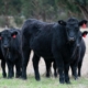 black angus, cows, cattle, angus, animals, bovine, beef, livestock, herd, mammals, farm, rural, agriculture, paddock, nature, grass