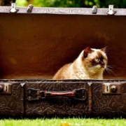 suitcase-antique-cat-british-shorthair-fun-curious-leather-old-suitcase-junk-generations-stockpack-pixabay.jpg suitcase, antique, cat, british shorthair, fun, animal, curious, leather, old suitcase, junk, pet, generations
