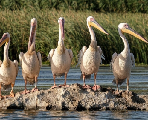 great-white-pelicans-birds-rock-lake-bird-watching-danube-delta-romania-conservation-ecology-ecotourism-natural-reserve-nature-travel-wetlands-wildlife-conservation-wildlife-stockpack-pixabay.jpg great white pelicans, birds, rock, lake, bird watching, danube delta, romania, conservation, ecology, ecotourism, natural reserve, nature, travel, wetlands, wildlife conservation, wildlife, birds, romania, romania, romania, romania, romania, conservation, conservation, ecology, ecology, wetlands, wetlands, wetlands