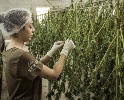 hemp, chanvre, hanf, ganja, cbd, superfood, cannabidiol, oil