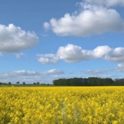 oilseed-rape-field-of-rapeseeds-landscape-yellow-nature-spring-rape-blossom-agriculture-blue-sky-white-clouds-fields-rape-flowers-bright-atmospheric-mood-stockpack-pixabay.jpg oilseed rape, field of rapeseeds, landscape, yellow, nature, spring, rape blossom, agriculture, blue sky, white clouds, fields, rape flowers bright, atmospheric, mood