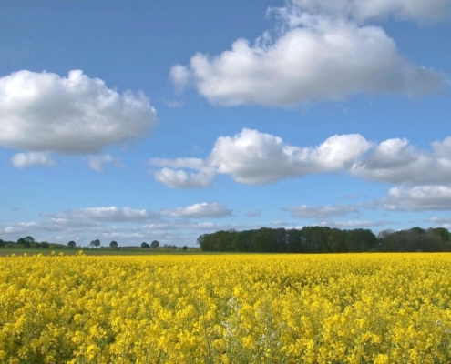 oilseed-rape-field-of-rapeseeds-landscape-yellow-nature-spring-rape-blossom-agriculture-blue-sky-white-clouds-fields-rape-flowers-bright-atmospheric-mood-stockpack-pixabay.jpg oilseed rape, field of rapeseeds, landscape, yellow, nature, spring, rape blossom, agriculture, blue sky, white clouds, fields, rape flowers bright, atmospheric, mood