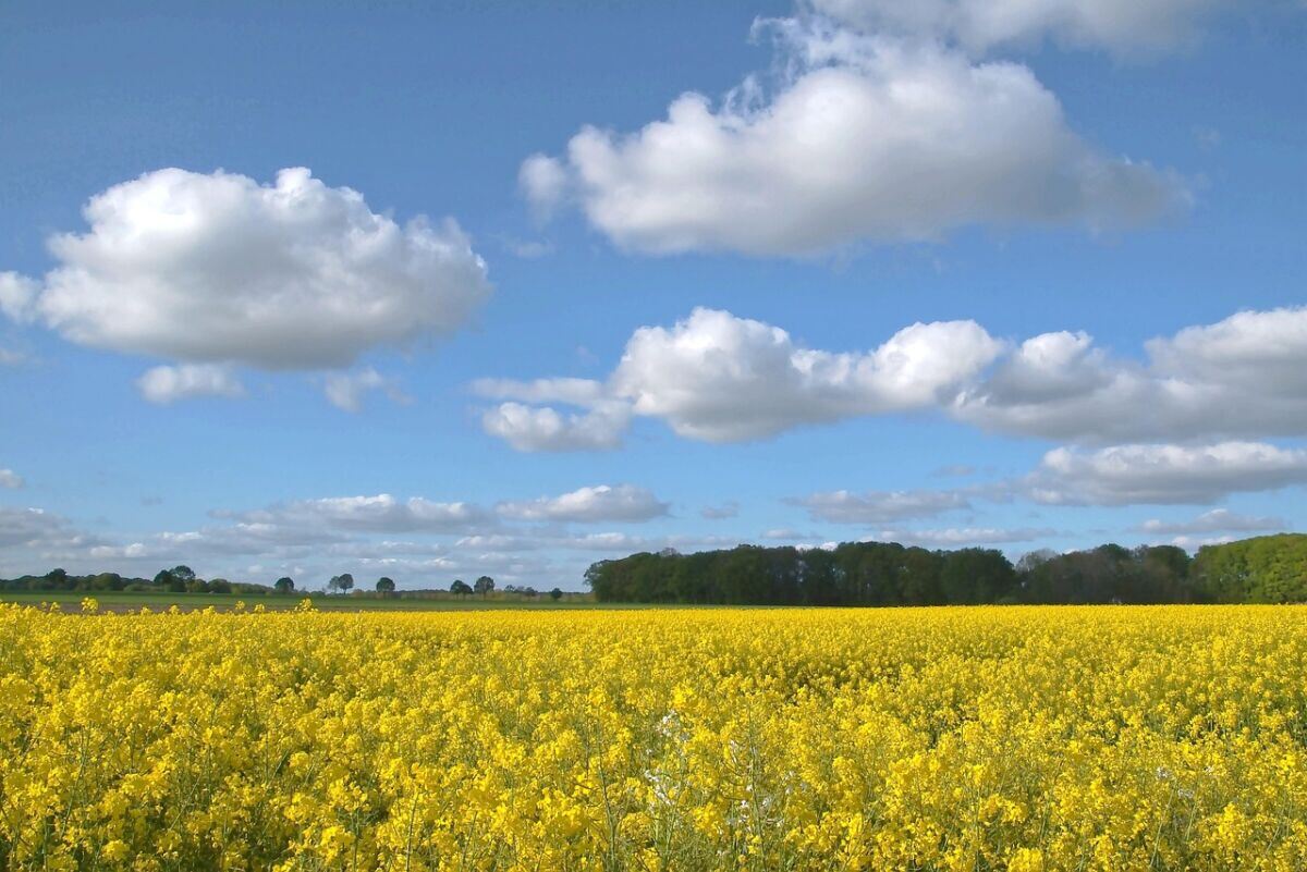 oilseed-rape-field-of-rapeseeds-landscape-yellow-nature-spring-rape-blossom-agriculture-blue-sky-white-clouds-fields-rape-flowers-bright-atmospheric-mood-stockpack-pixabay.jpg oilseed rape, field of rapeseeds, landscape, yellow, nature, spring, rape blossom, agriculture, blue sky, white clouds, fields, rape flowers bright, atmospheric, mood