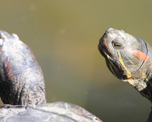 turtle-nature-florida-turtles-pond-lake-stockpack-pixabay.jpg turtle, nature, florida turtles, pond, lake