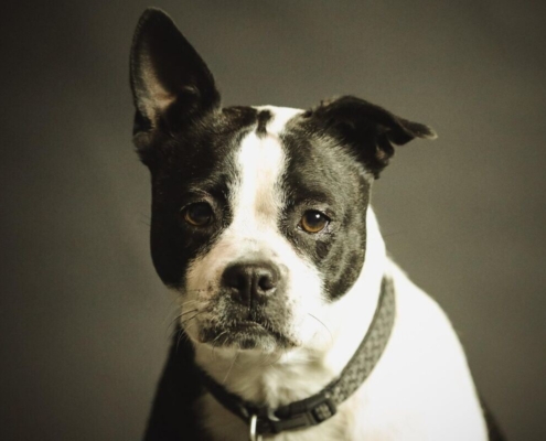 dog-pet-collar-dog-collar-domestic-domestic-dog-black-and-white-dog-canine-portrait-dog-portrait-mammal-animal-purebred-stockpack-pixabay.jpg dog, pet, collar, dog collar, nature, domestic, domestic dog, black and white dog, canine, portrait, dog portrait, mammal, animal, purebred