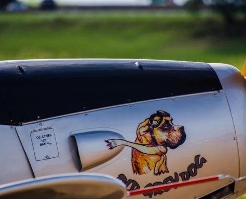 dog, pet, animal, plane, airport